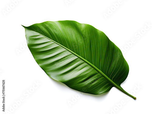 A tropical green leaf suitable for home decor  aesthetics  and collage design. Captured from the corner of an eagle s eye on a white background. Created with Generative AI.