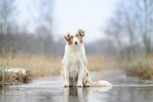 Australian Shepherd sitting on a frozen stream in winter