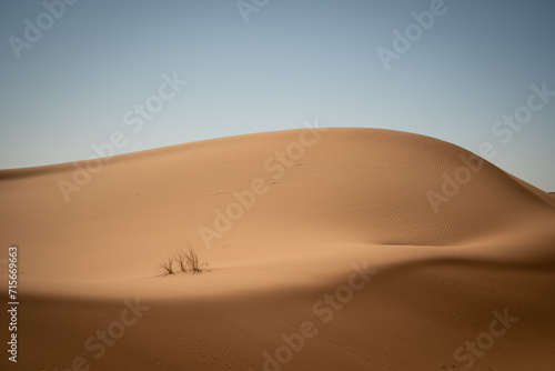 Fototapeta Naklejka Na Ścianę i Meble -  plant in the desert