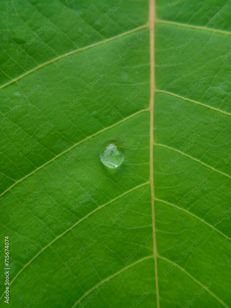 green leaf with water drops green leaf with water drops