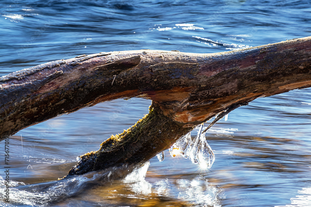 Fototapeta premium Icicles hang on a log lying in the water. The river flows very fast. Long exposure photo of water. Winter or spring landscape