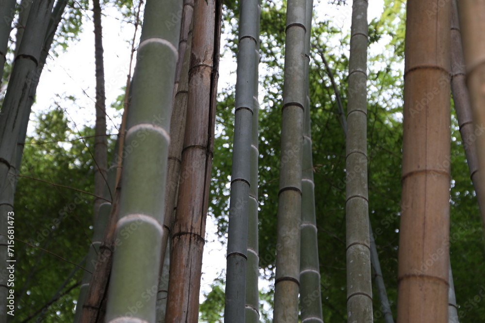 Fototapeta premium 竹林2