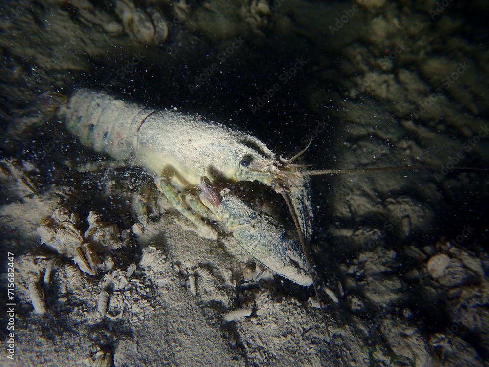 Crayfish in the lake of Biel, Switzerland - obrazy, fototapety, plakaty 