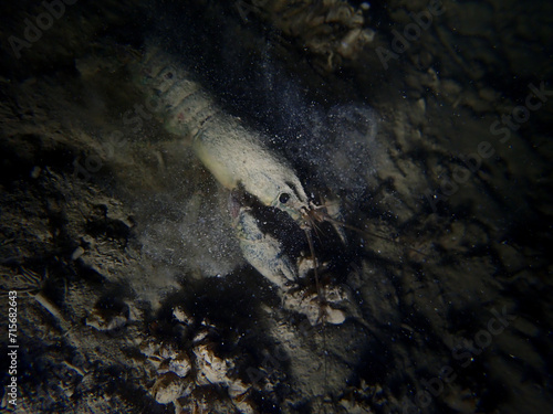 Crayfish in the lake of Biel  Switzerland