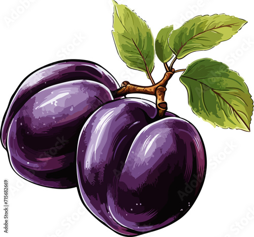 plum vector design illustration isolated on transparent background