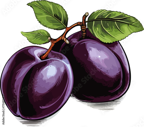 plum vector design illustration isolated on transparent background