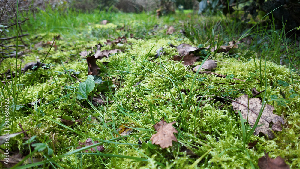 Mousse et nature Mousse et nature