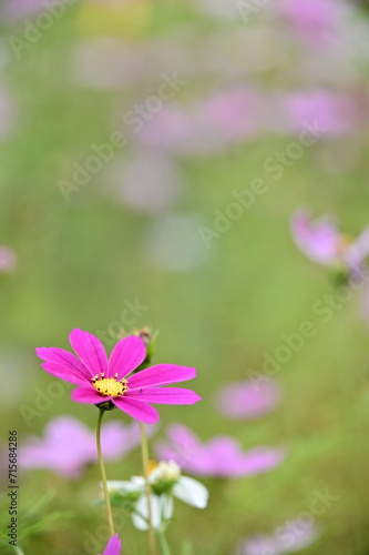 The image showcases a field of these vivid flowers in an autumn garden with selective focus, highlighting the intricate details of a single blossoming cosmos against the blurred backdrop of nature.
