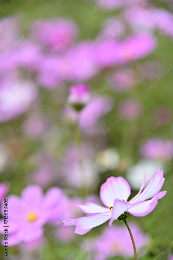 The image showcases a field of these vivid flowers in an autumn garden with selective focus, highlighting the intricate details of a single blossoming cosmos against the blurred backdrop of nature. The image showcases a field of these vivid flowers in an autumn garden with selective focus, highlighting the intricate details of a single blossoming cosmos against the blurred backdrop of nature.