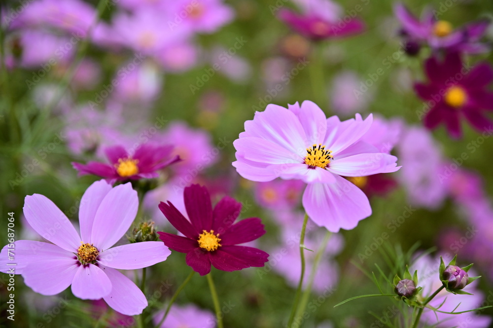 The image showcases a field of these vivid flowers in an autumn garden with selective focus, highlighting the intricate details of a single blossoming cosmos against the blurred backdrop of nature. The image showcases a field of these vivid flowers in an autumn garden with selective focus, highlighting the intricate details of a single blossoming cosmos against the blurred backdrop of nature.