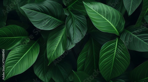 Green leaf texture on dark background. Close-up detail of indoor houseplant. Beauty house plant. Indoor plants. Green leaf for home decoration. Wallpaper for spa or mental health and mind therapy. © Ziyan Yang