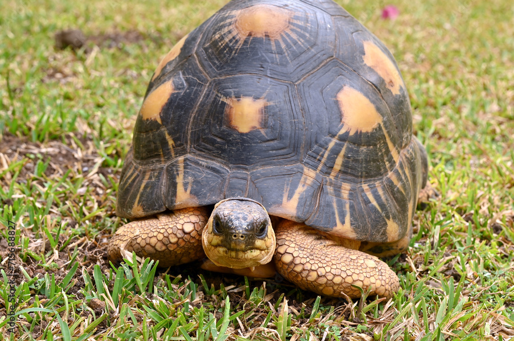 The radiated tortoise, endemic turtle from south of Madagascar The radiated tortoise, endemic turtle from south of Madagascar