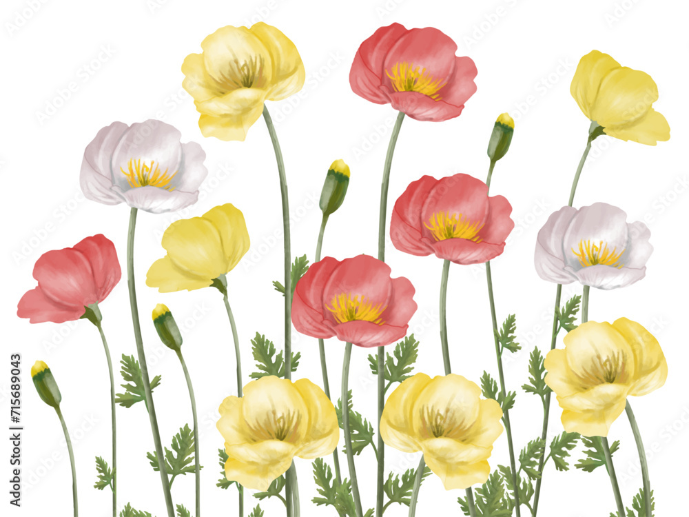 Obraz premium ポピーの花（水彩画）