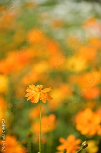 The image showcases a field of these vivid flowers in an autumn garden with selective focus  highlighting the intricate details of a single blossoming cosmos against the blurred backdrop of nature.