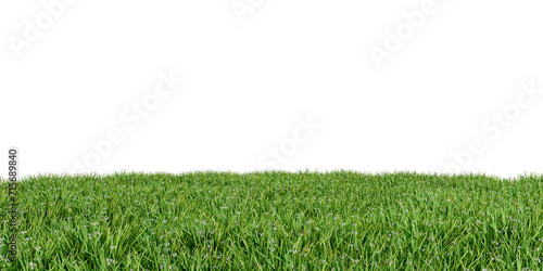 Green grass isolated on white background photo