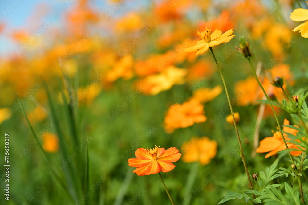 The image showcases a field of these vivid flowers in an autumn garden with selective focus, highlighting the intricate details of a single blossoming cosmos against the blurred backdrop of nature. The image showcases a field of these vivid flowers in an autumn garden with selective focus, highlighting the intricate details of a single blossoming cosmos against the blurred backdrop of nature.
