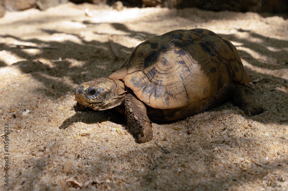 Obraz premium The radiated tortoise, endemic turtle from south of Madagascar