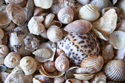 Coastal wallpaper of sea shells