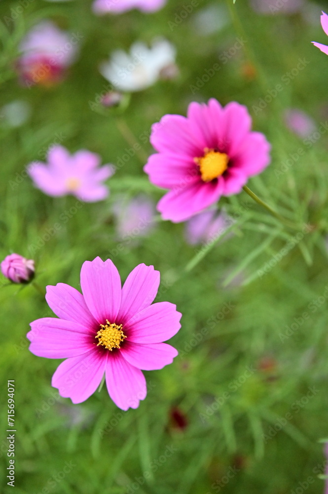 The image showcases a field of these vivid flowers in an autumn garden with selective focus, highlighting the intricate details of a single blossoming cosmos against the blurred backdrop of nature. The image showcases a field of these vivid flowers in an autumn garden with selective focus, highlighting the intricate details of a single blossoming cosmos against the blurred backdrop of nature.