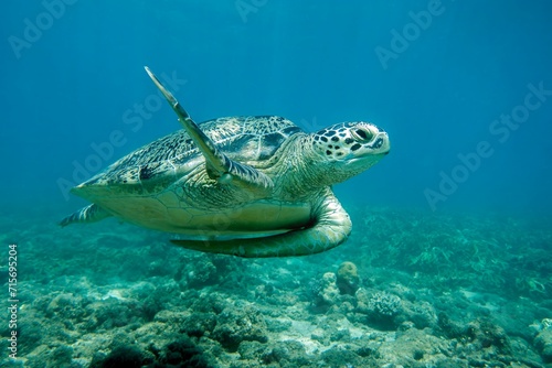 Fotografie Sea turtle Caretta Caretta , from island Sakatia , Madagascar