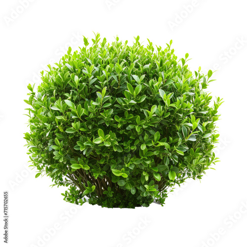 green bush