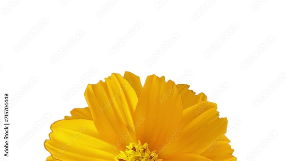 Beautiful Cosmos flower, looping animated background,isolated on a white background. Beautiful Cosmos flower, looping animated background,isolated on a white background.