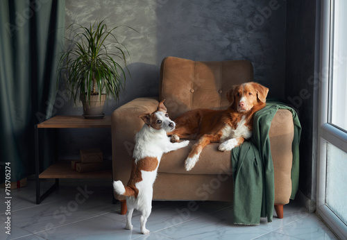 Photography Two dogs engage in playful interaction on a cozy armchair, in a well-lit room
