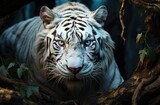A majestic white tiger, with striking blue eyes, gazes out from its enclosure at the zoo, its powerful snout and sleek form embodying the untamed beauty of this magnificent terrestrial mammal
