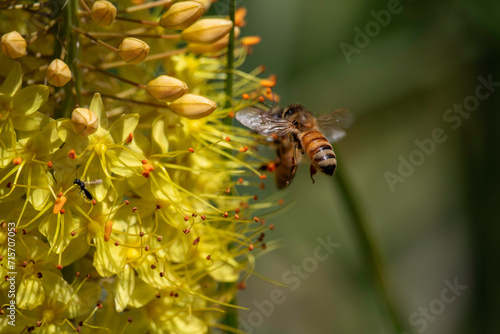 Bees buzzing around some beautiful yellow flowers © Beano