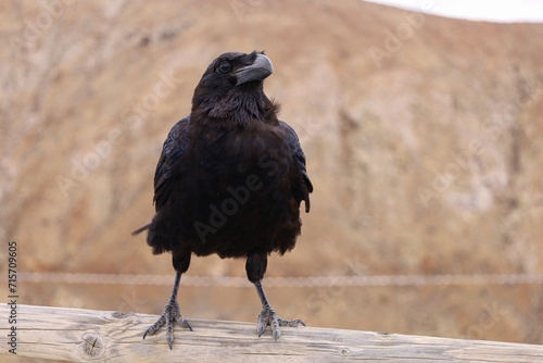 Obraz na płótnie Duży czarny kruk obserwujący górską okolicę. A large black raven observing the mountainous area. w salonie