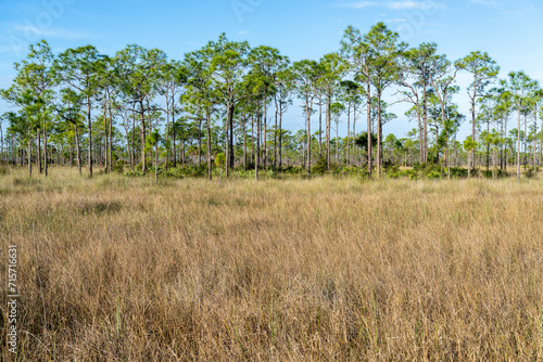 A prairie of grey sawgrass and a stand of green pine trees in a marsh area, Turner River Rd, Big Cypress NWR, Florida photo
