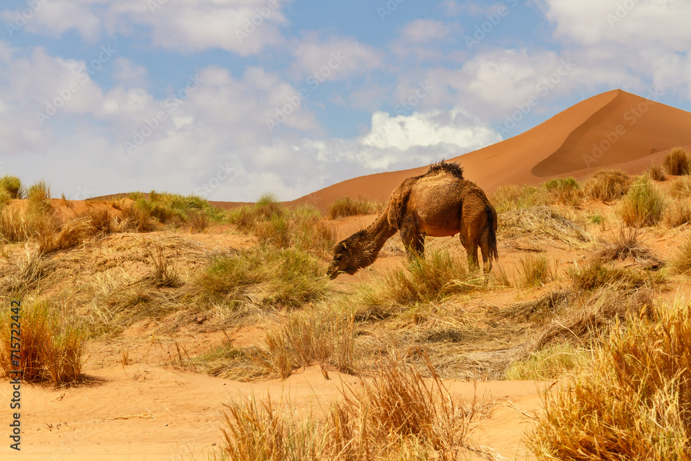 Dromedary Camel or Arabian Camel (Camelus dromedarius) grazing. Erg Chebbi, Morocco, Africa Dromedary Camel or Arabian Camel (Camelus dromedarius) grazing. Erg Chebbi, Morocco, Africa