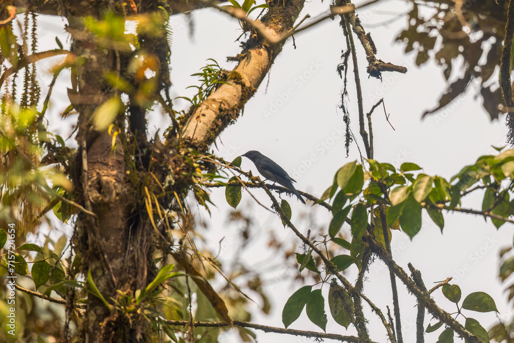 Black-winged cuckooshrike (Lalage melaschistos), also known as lesser grey cuckooshrike or dark grey cuckooshrike in Arunachal Pradesh, India