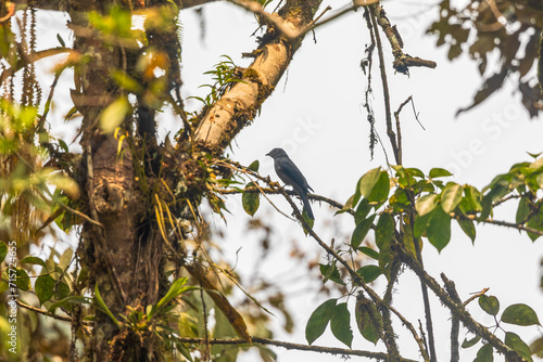 Black-winged cuckooshrike (Lalage melaschistos), also known as lesser grey cuckooshrike or dark grey cuckooshrike in Arunachal Pradesh, India photo