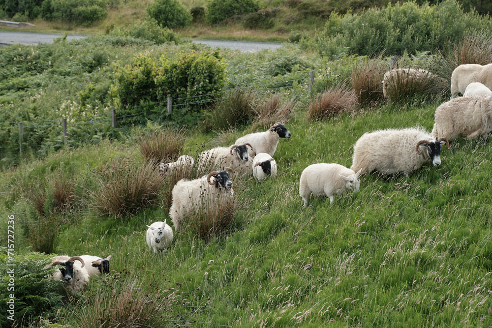 Sheep world in Scotland