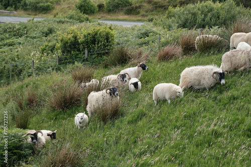 Sheep world in Scotland