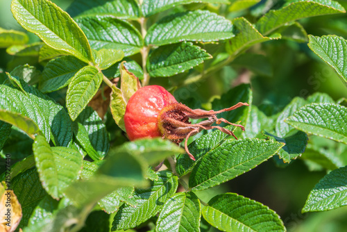 Autumn or summer nature background with rose hips branches in the sunset light. The rose hip or rosehip, also called rose haw