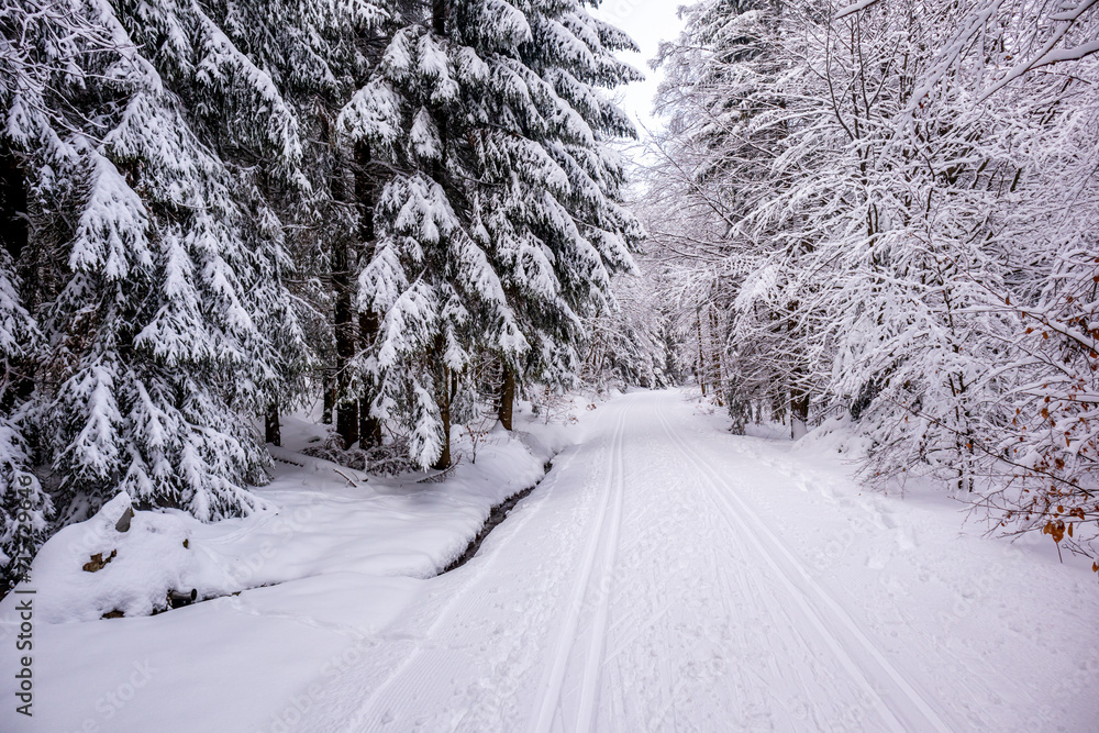 Obraz premium Langlaufrunde bei bestem Kaiserwetter im verschneiten Thüringer Wald bei Floh-Seligenthal - Thüringen - Deutschland