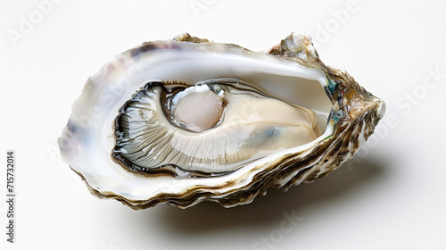 Fototapeta Naklejka Na Ścianę i Meble -  Oysters on a white background close-up