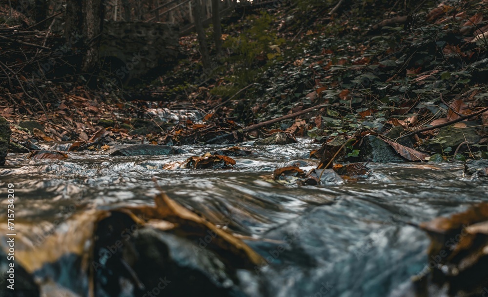 stream in the forest