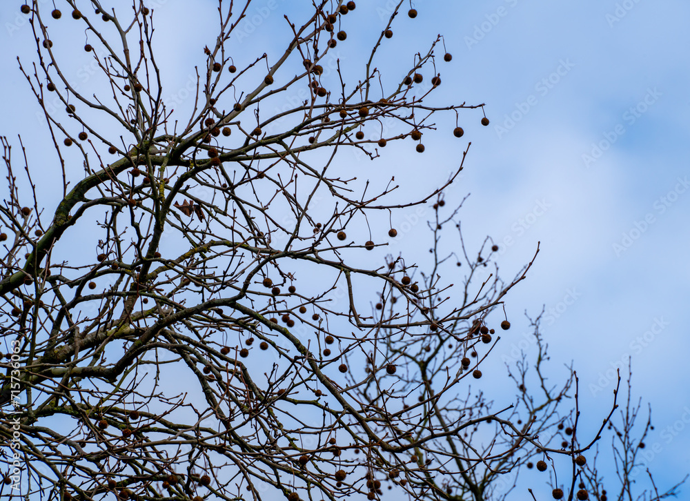 Silhouette of branches and seeds of a Plane tree (Platanus)
Silhouette of branches and seeds of a Plane tree (Platanus)