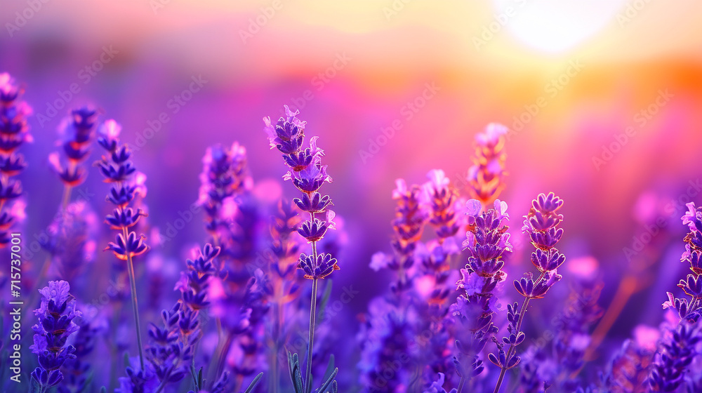 Wide field of lavender in summer sunset, panorama blur background. Autumn or summer lavender background. Shallow depth of field. --ar 16:9 --v 6 Job ID: c9e7e680-9313-4eae-bc8d-e3bd5bdcfd7e - obrazy, fototapety, plakaty 