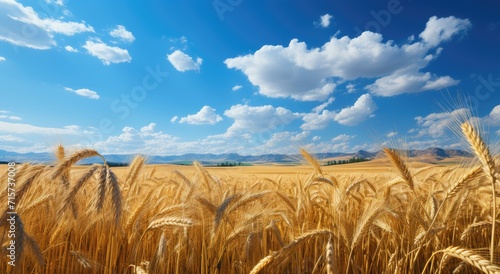 A vast expanse of golden wheat stretches towards the clear blue sky, a picturesque scene of bountiful agriculture and endless possibility in the great outdoors photo