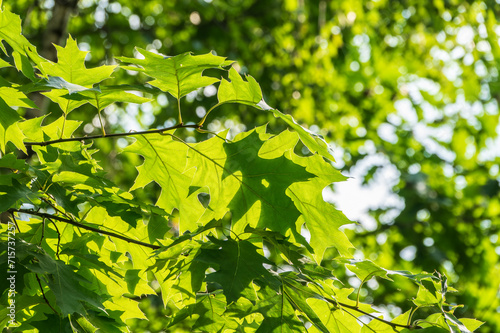 Branches of the northern red oak with green serrated leaves, summer background