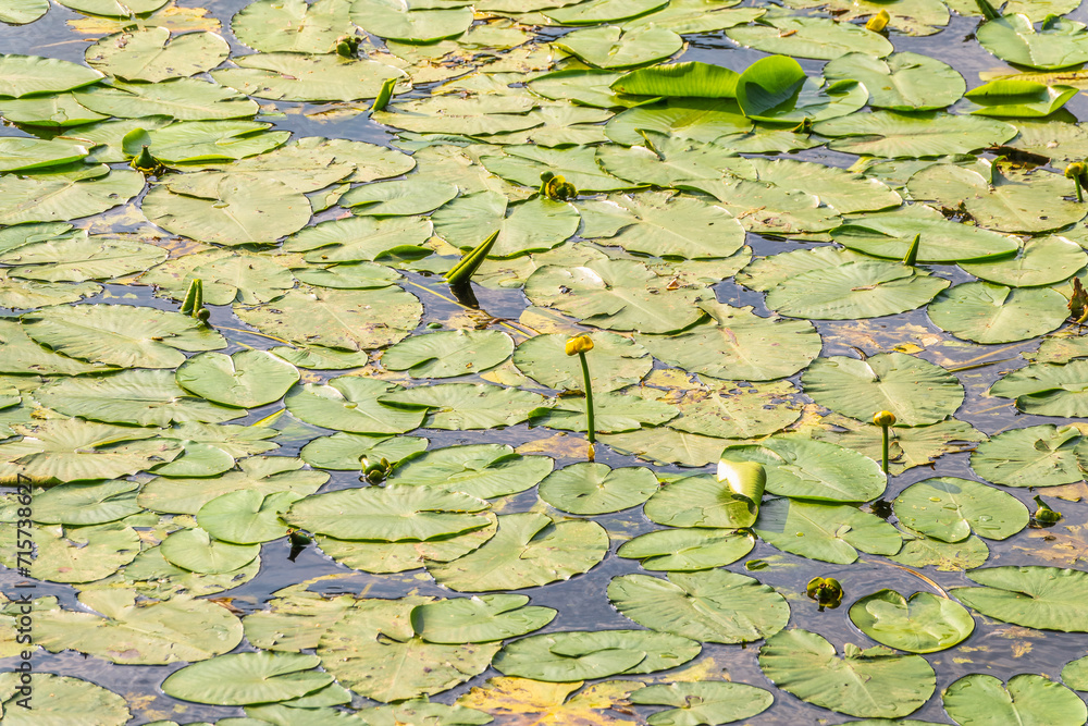 Yellow water lily flower, Nuphar lutea, blooming yellow among the green leaves on the water of the lake Yellow water lily flower, Nuphar lutea, blooming yellow among the green leaves on the water of the lake