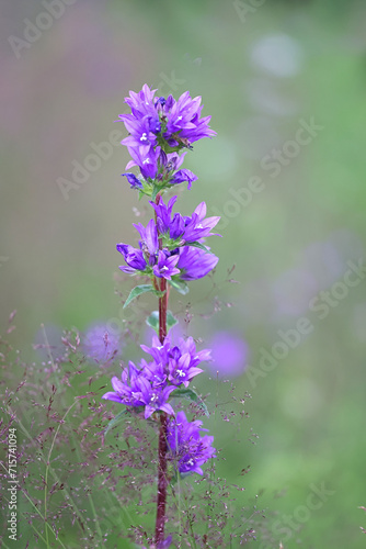 Clustered Bellflower  Campanula glomerata  wild plant from Finland