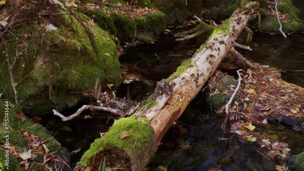 A fallen tree on a forest stream A fallen tree on a forest stream