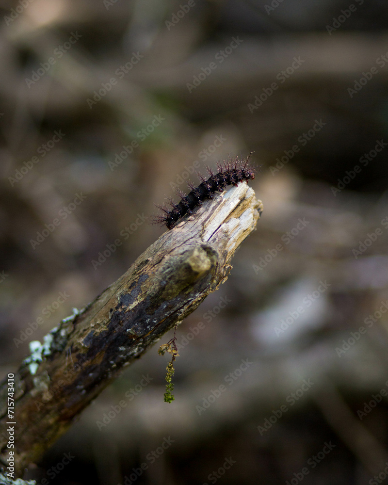 caterpillar on tree caterpillar on tree