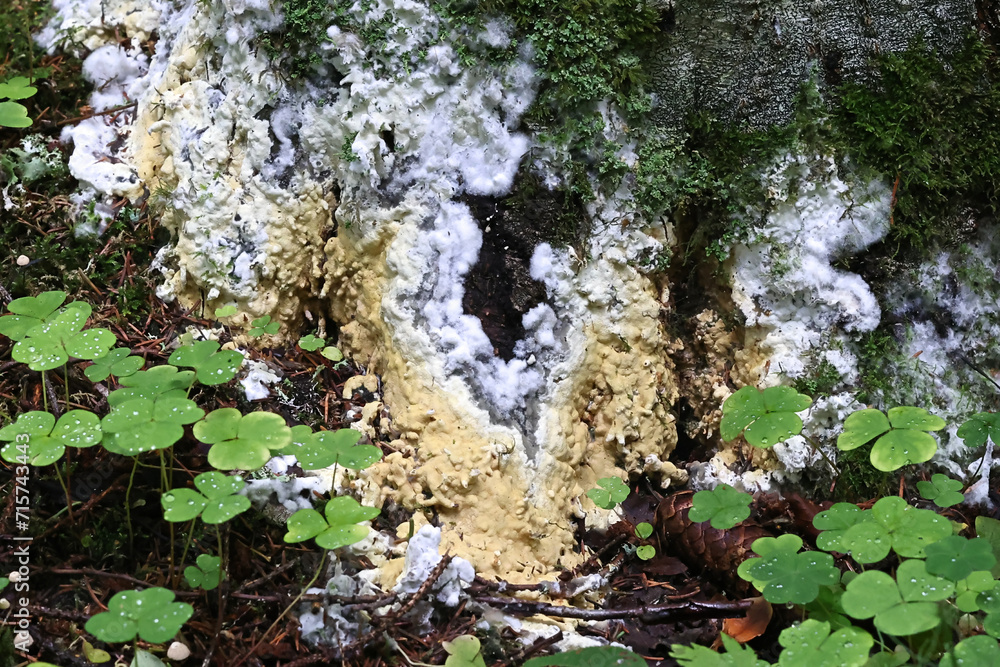Vesiculomyces citrinus, also called Gloiothele citrina, a resupinate fungus growing on spruce stump in Finland Vesiculomyces citrinus, also called Gloiothele citrina, a resupinate fungus growing on spruce stump in Finland