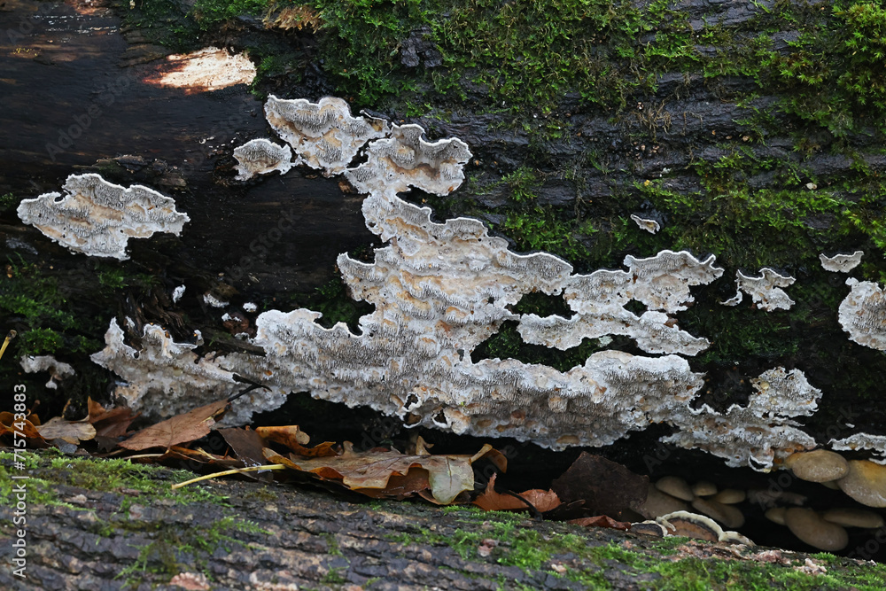 Obraz premium Common Mazegill, Datronia mollis, bracket fungus from Finland